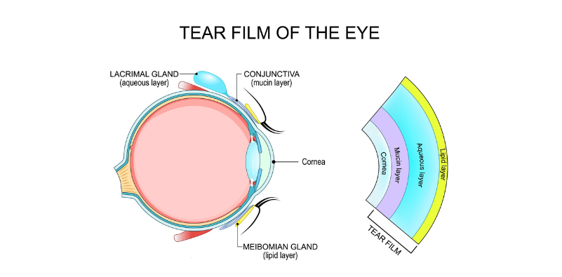 Diagram of the eye showcasing the different glands and the makeup of the tear film.
